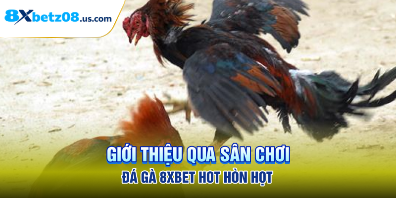 Giới thiệu qua sân chơi đá gà 8xbet hot hòn họt